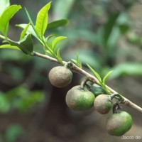 Camellia sinensis (L.) Kuntze